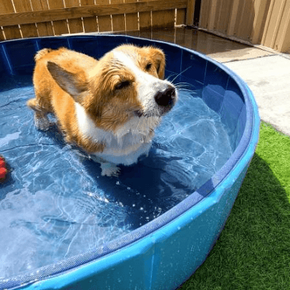 Bellevue Pet Adventures