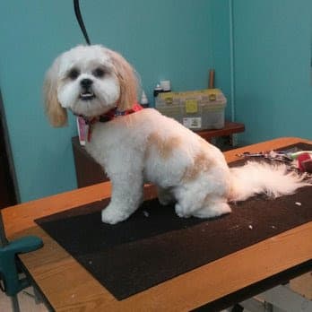 Pamper My Pet Grooming Salon