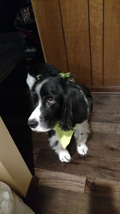 Michele's Pet Spa, LLC