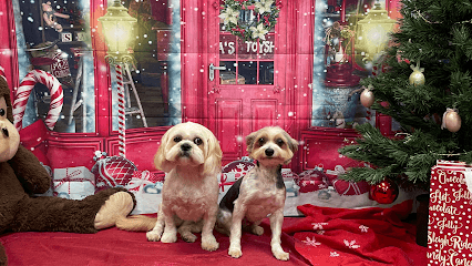 Mudpuppies Grooming On Lombard