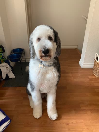 Spawtlight Dog Salon & Spa