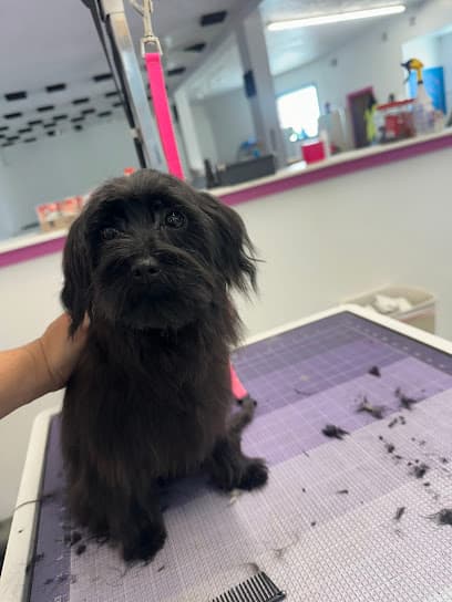 Barks Baths & Beyond Grooming LLC